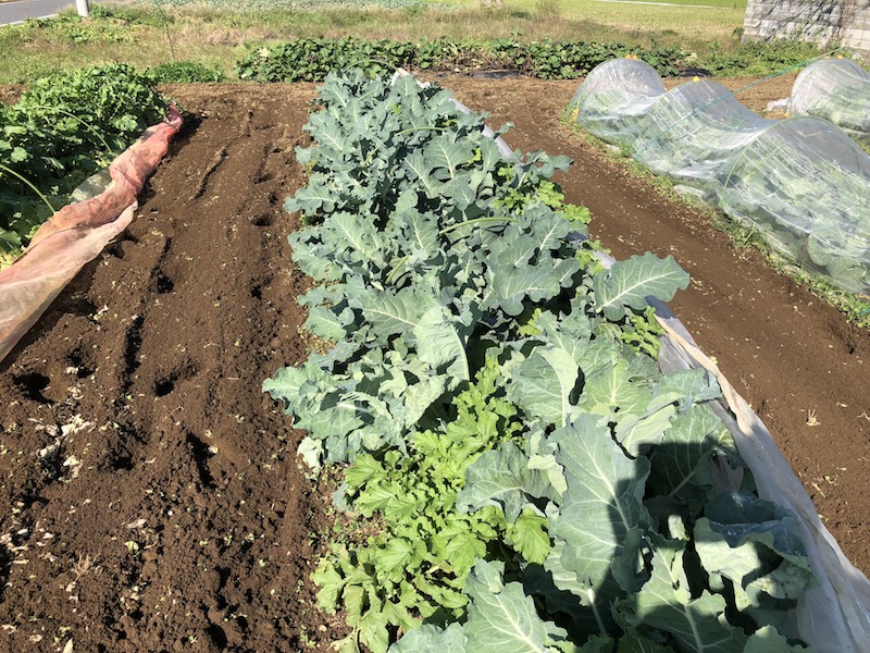 f:id:sk6960:20191101131222j:plain