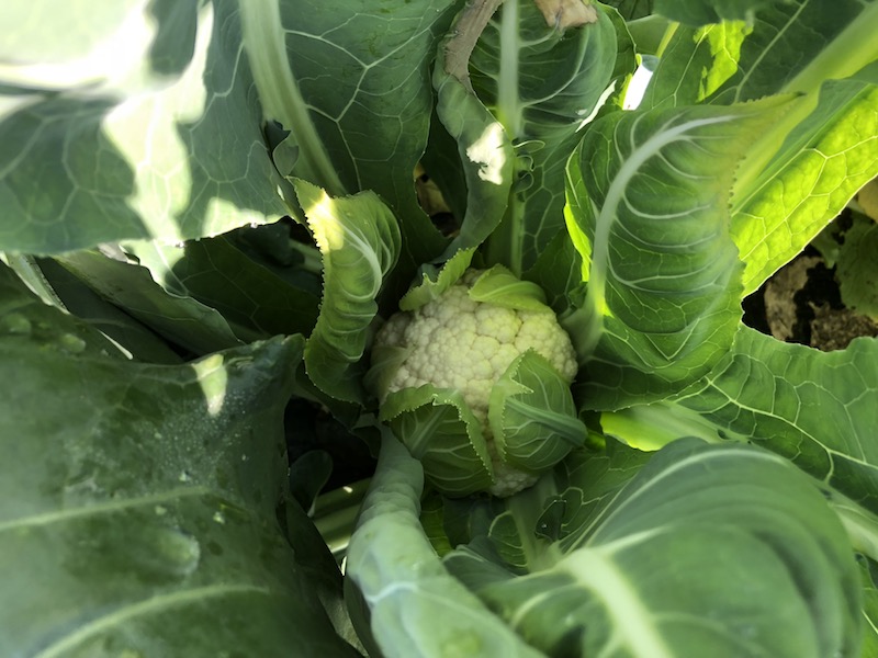 f:id:sk6960:20191101131226j:plain