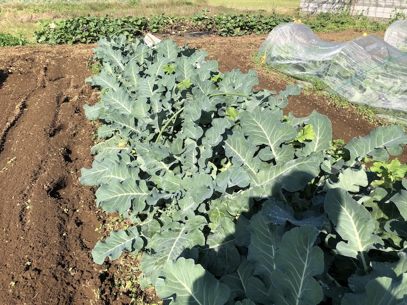 f:id:sk6960:20191101131231j:plain