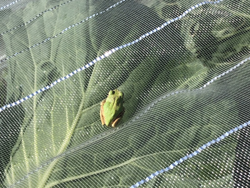 f:id:sk6960:20191101131247j:plain