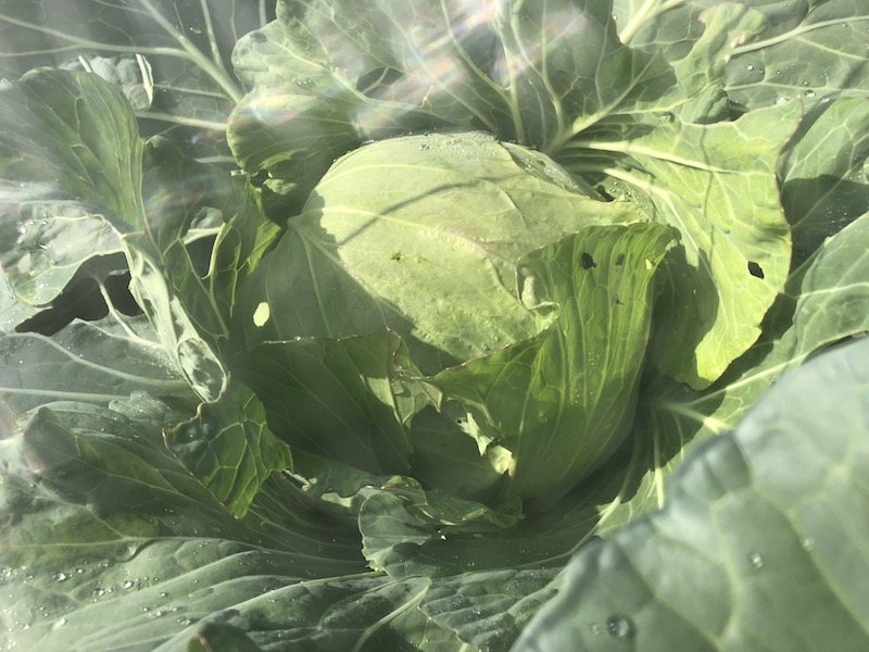 f:id:sk6960:20191101131250j:plain