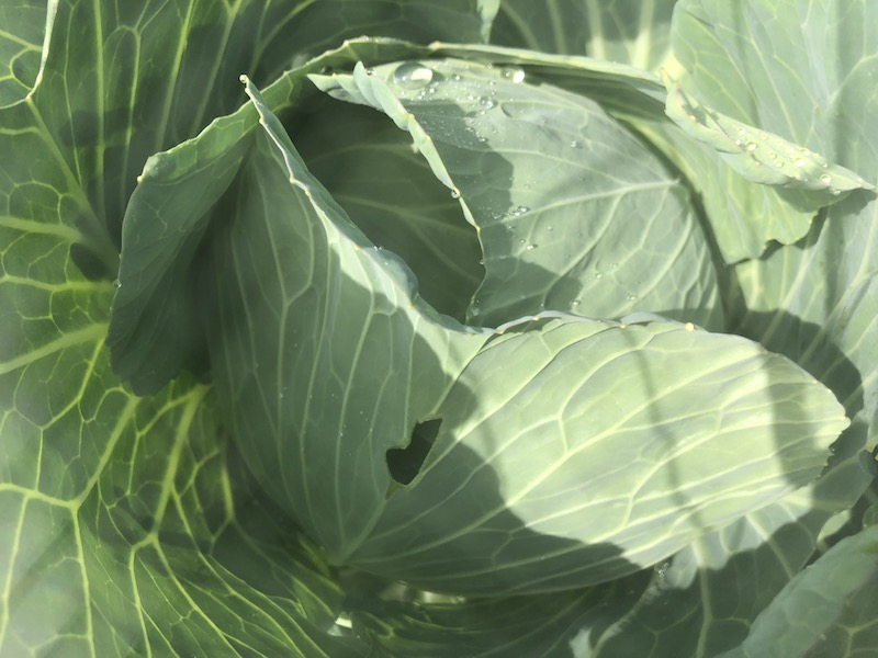 f:id:sk6960:20191101131254j:plain