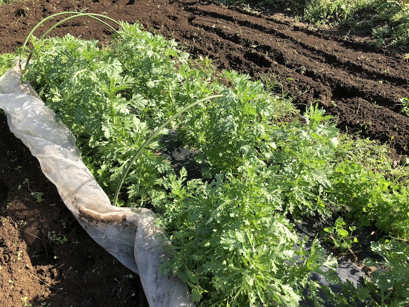 f:id:sk6960:20191101131259j:plain