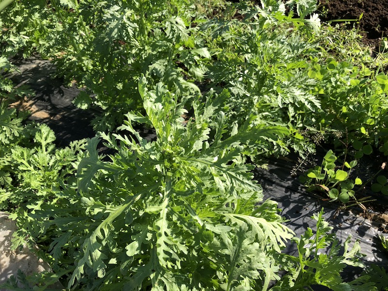 f:id:sk6960:20191101131304j:plain