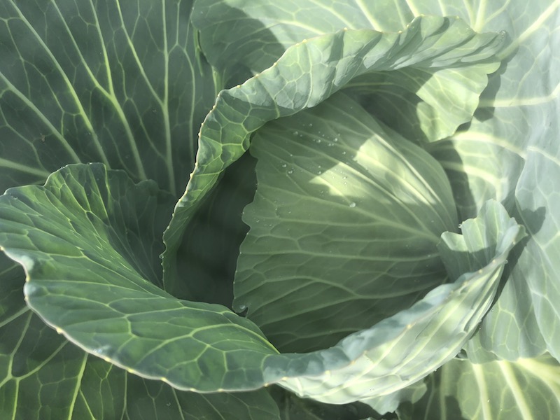 f:id:sk6960:20191101131316j:plain