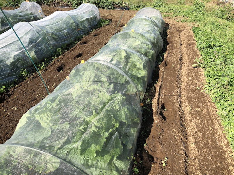 f:id:sk6960:20191101131323j:plain