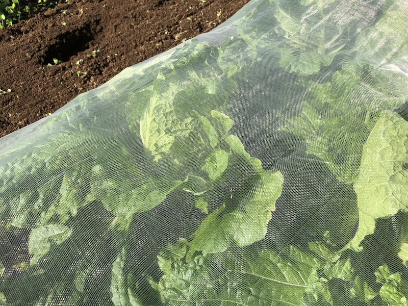 f:id:sk6960:20191101131327j:plain