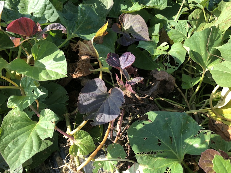 f:id:sk6960:20191101131336j:plain