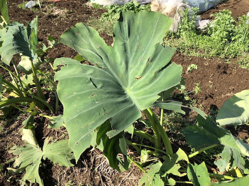 f:id:sk6960:20191101131344j:plain