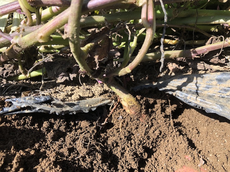 f:id:sk6960:20191101131420j:plain