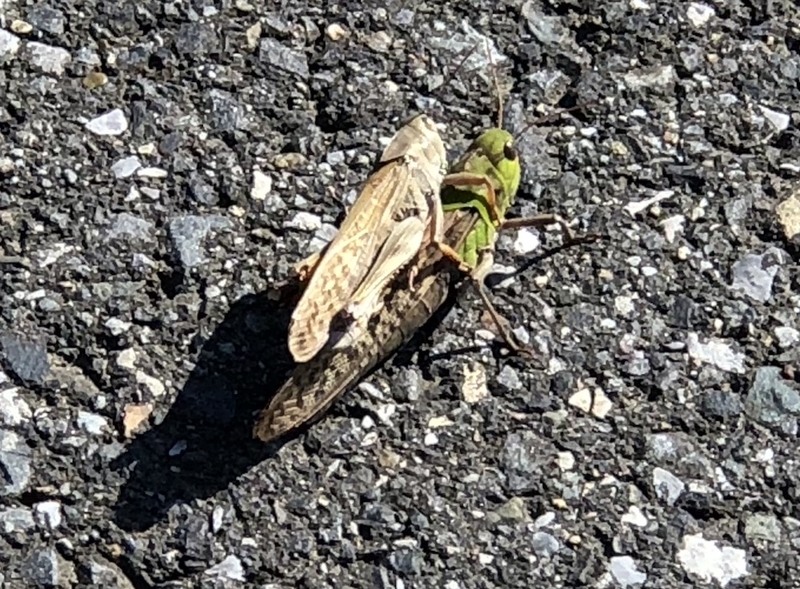 f:id:sk6960:20191101131442j:plain