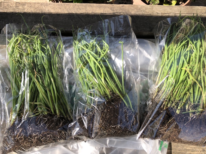 f:id:sk6960:20191101131451j:plain