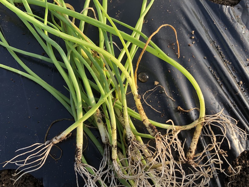 f:id:sk6960:20191102103114j:plain