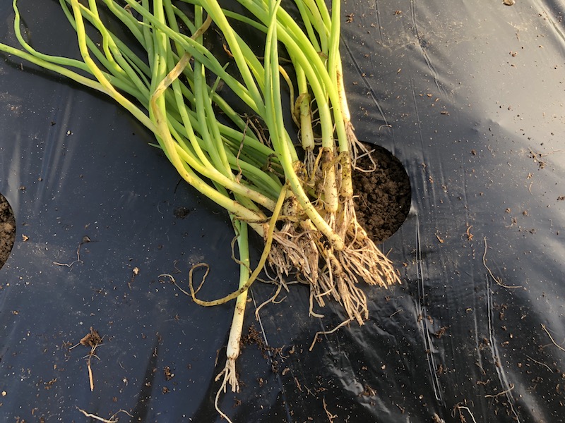 f:id:sk6960:20191102103123j:plain