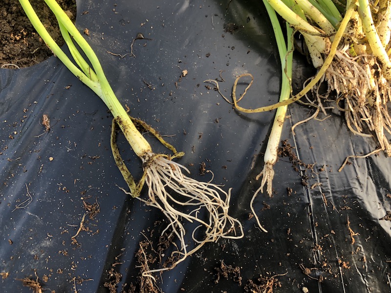 f:id:sk6960:20191102103128j:plain