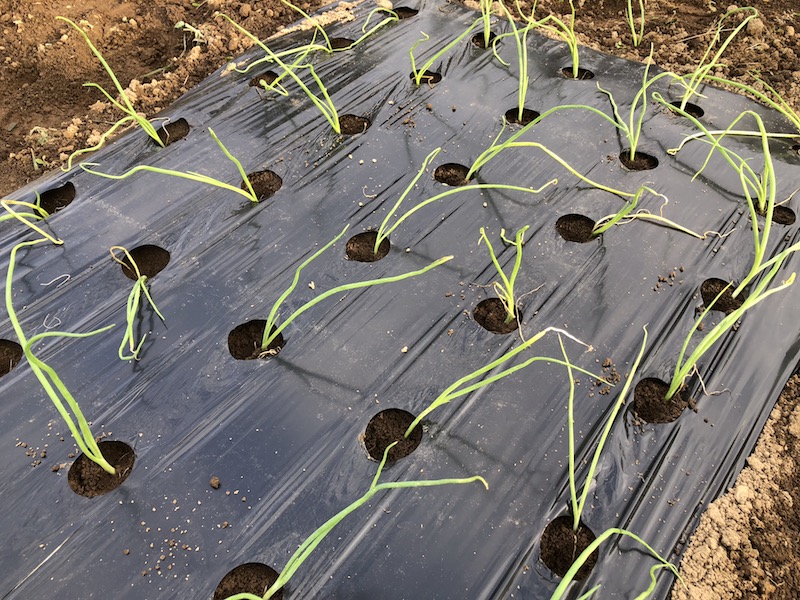 f:id:sk6960:20191102103132j:plain