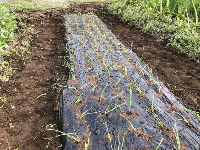 f:id:sk6960:20191102103143j:plain