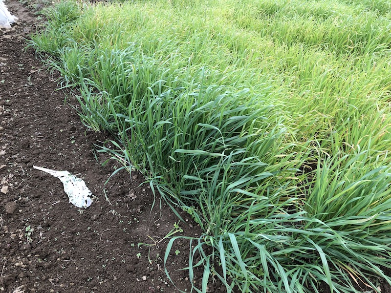 f:id:sk6960:20191207113908j:plain