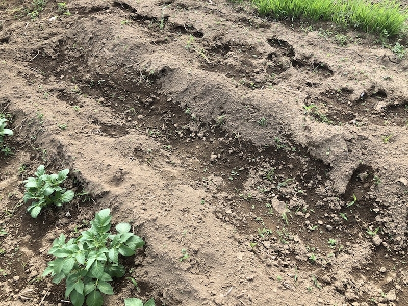 f:id:sk6960:20200518091736j:plain