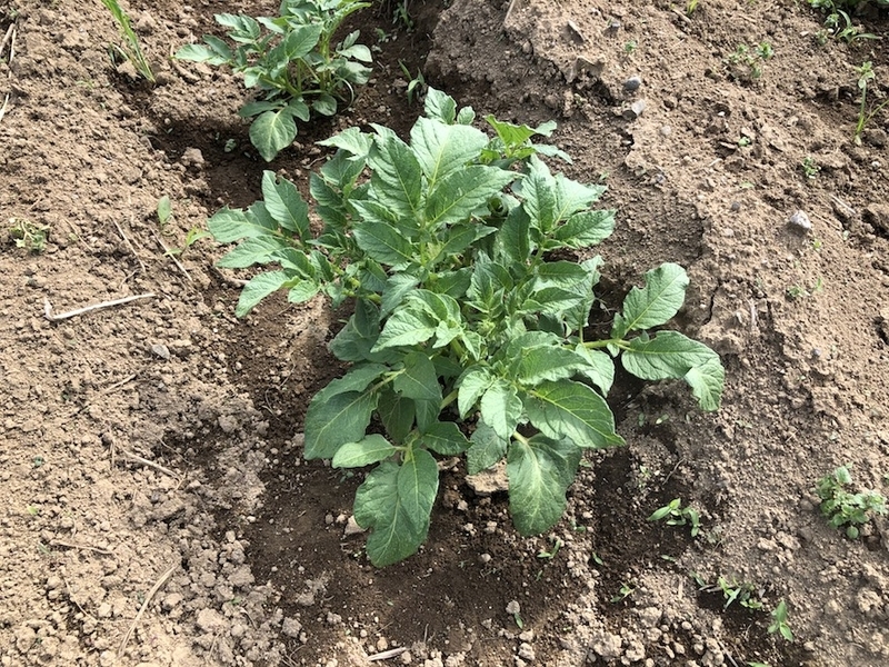 f:id:sk6960:20200518091740j:plain