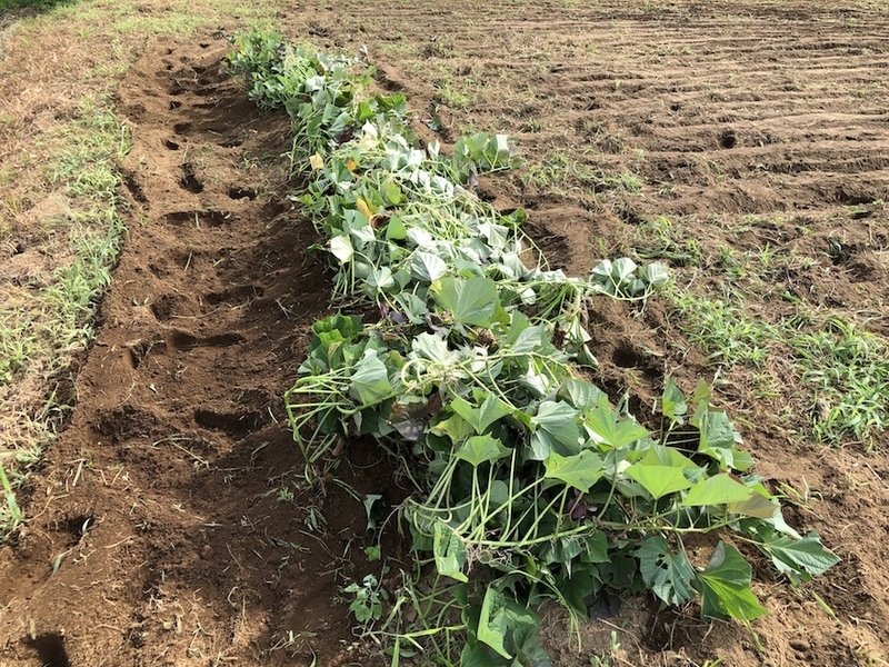 f:id:sk6960:20200810075806j:plain