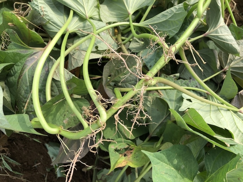 f:id:sk6960:20200810075822j:plain