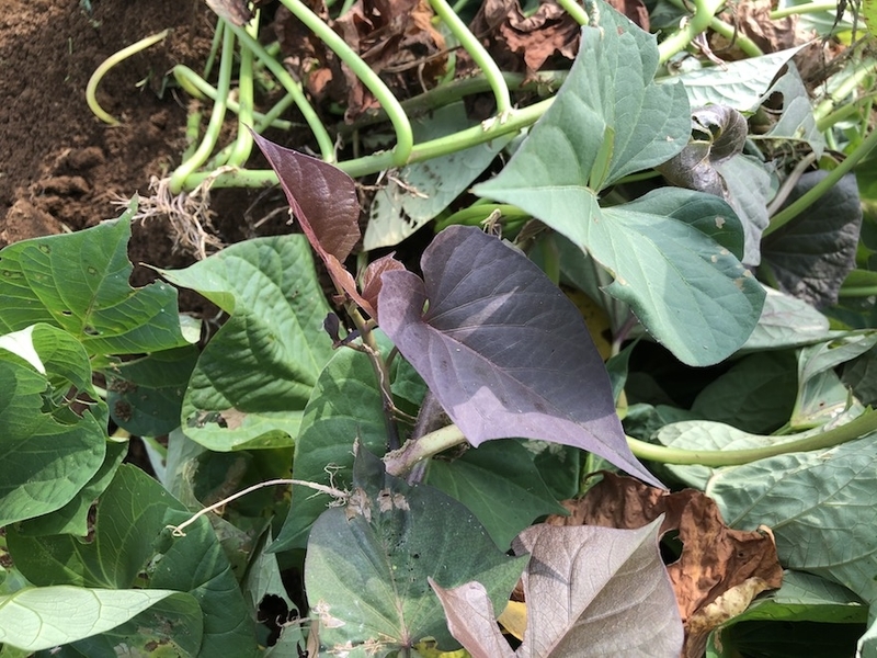 f:id:sk6960:20200810075827j:plain