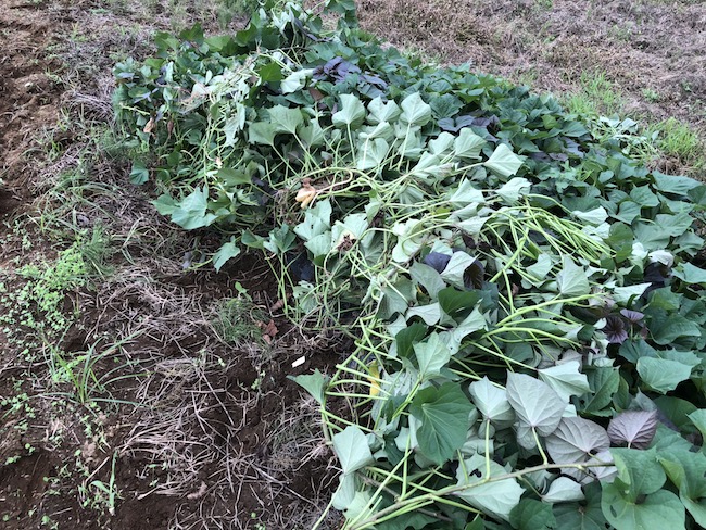 f:id:sk6960:20200810163506j:plain