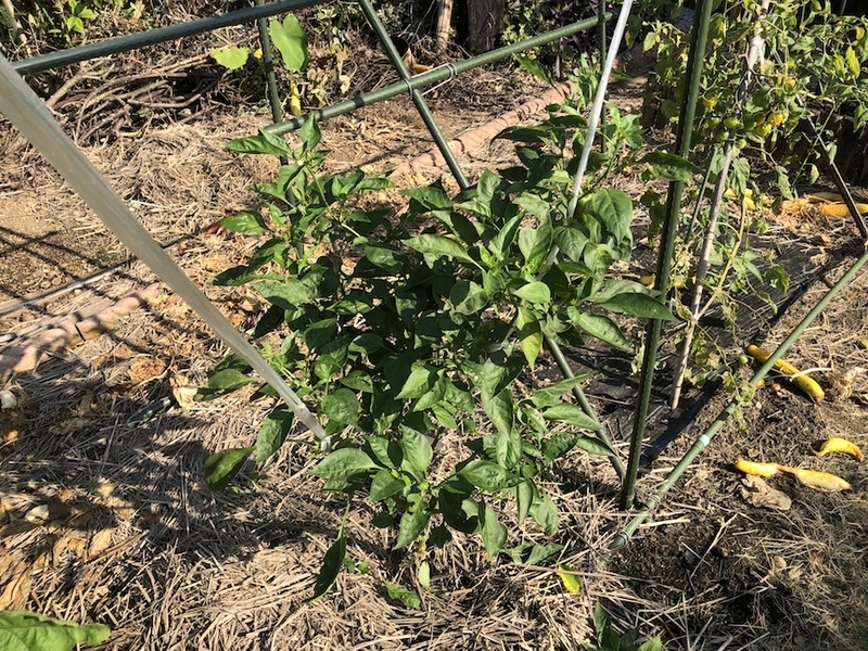 f:id:sk6960:20200812110703j:plain