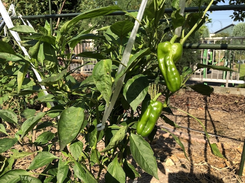 f:id:sk6960:20200812110707j:plain