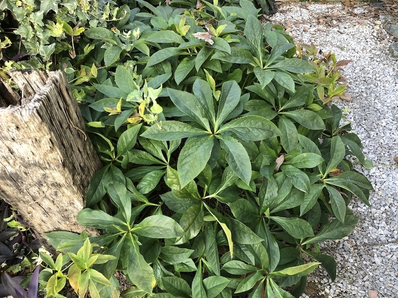 f:id:sk6960:20200817084631j:plain