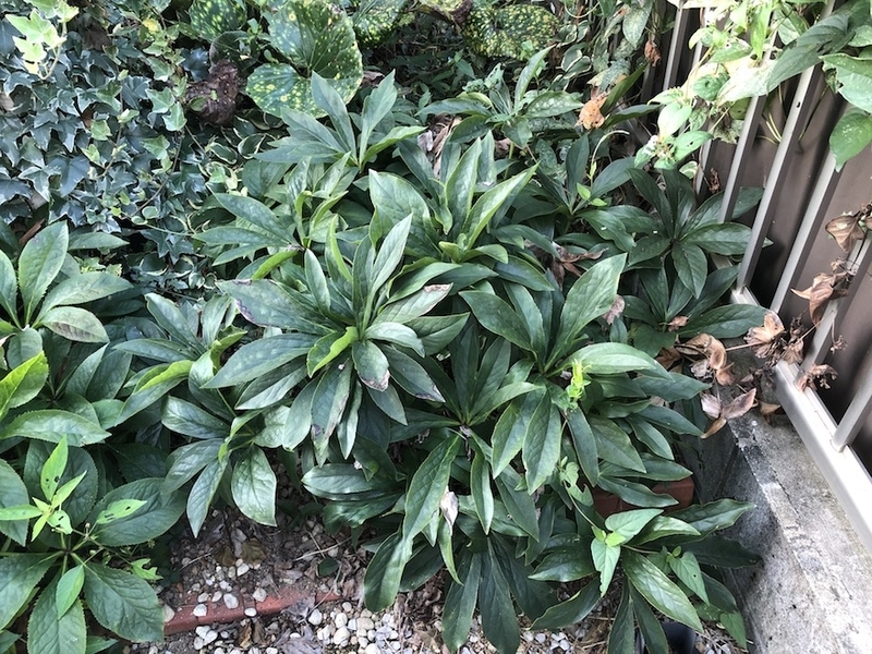 f:id:sk6960:20200817084635j:plain