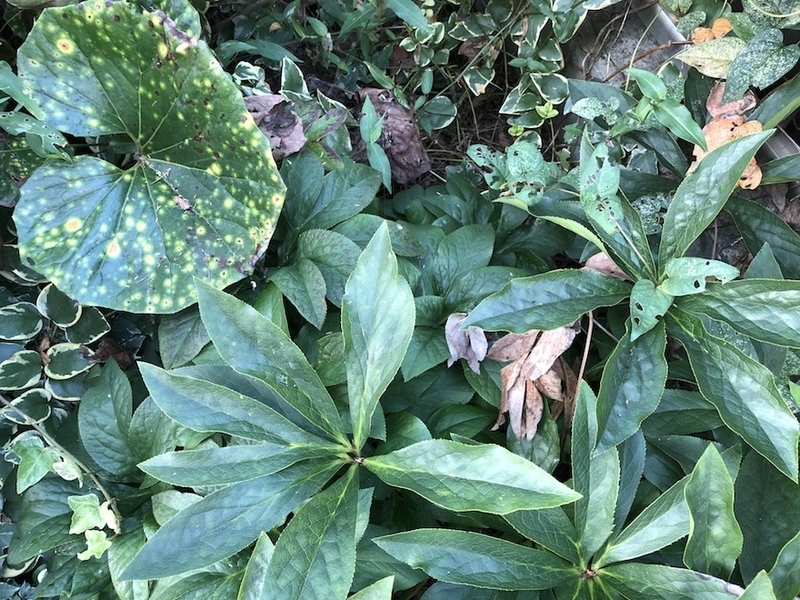 f:id:sk6960:20200817084639j:plain