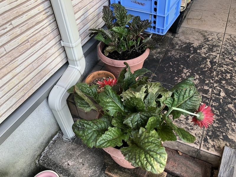 f:id:sk6960:20200817084643j:plain