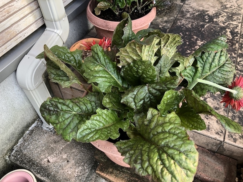 f:id:sk6960:20200817084647j:plain