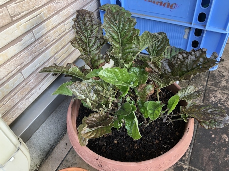 f:id:sk6960:20200817084651j:plain