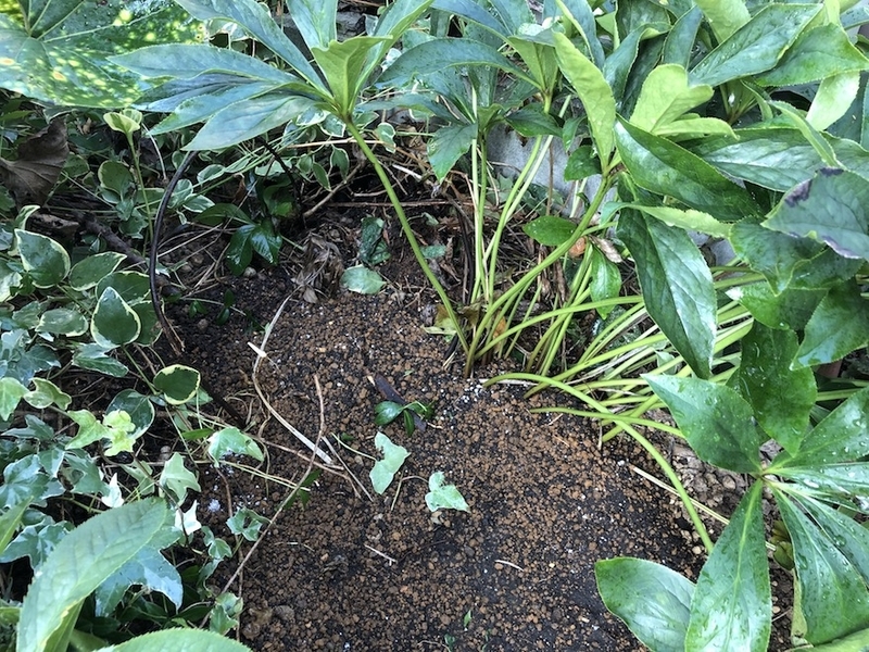 f:id:sk6960:20200817084712j:plain