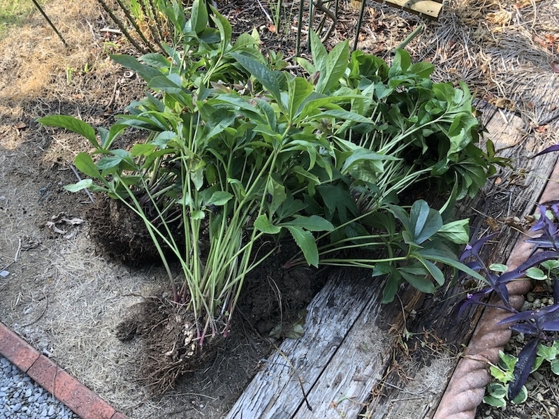 f:id:sk6960:20200817084721j:plain