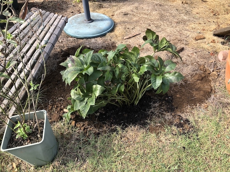 f:id:sk6960:20200817084734j:plain