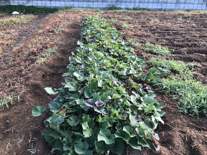 f:id:sk6960:20200817084902j:plain