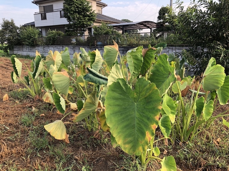 f:id:sk6960:20200817084918j:plain