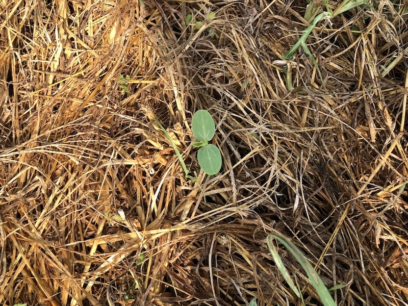 f:id:sk6960:20200817084934j:plain