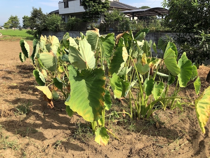 f:id:sk6960:20200817084938j:plain