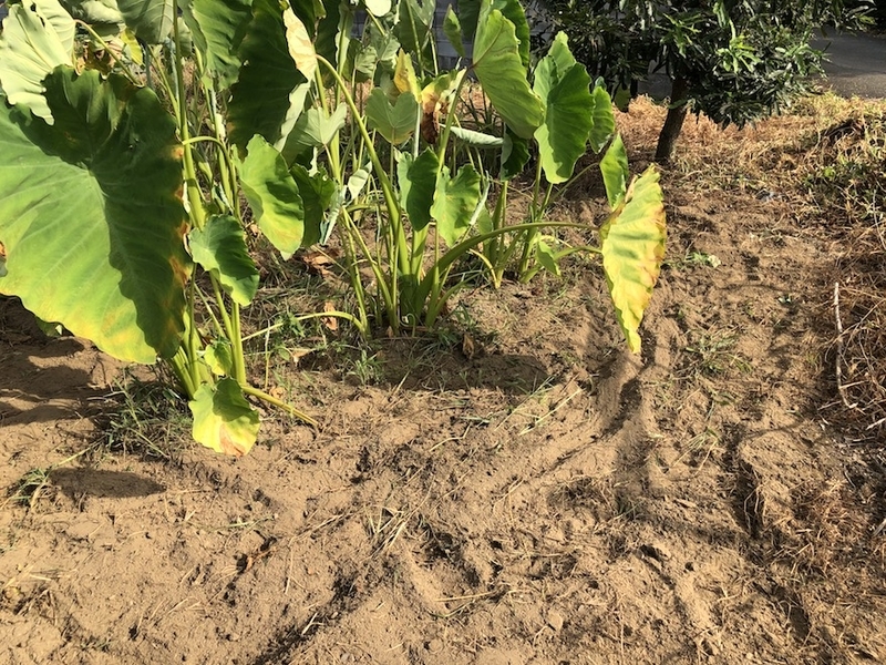 f:id:sk6960:20200817084942j:plain