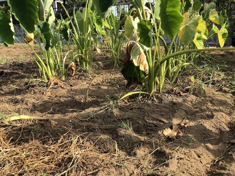 f:id:sk6960:20200817084947j:plain