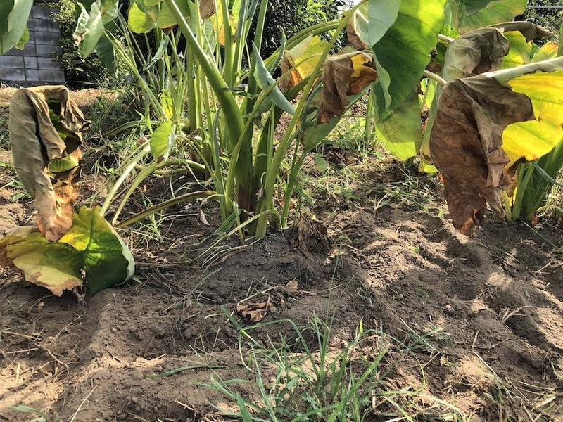 f:id:sk6960:20200817084951j:plain