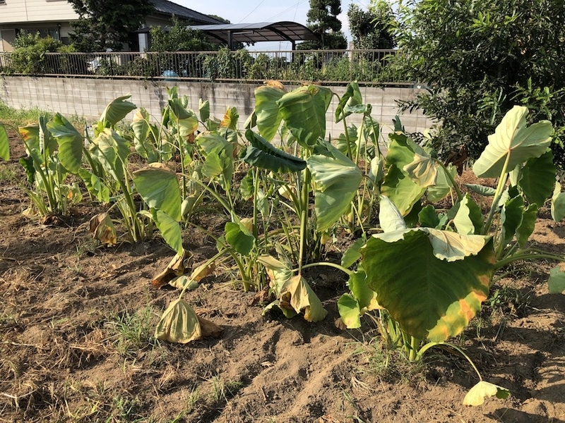 f:id:sk6960:20200817084955j:plain