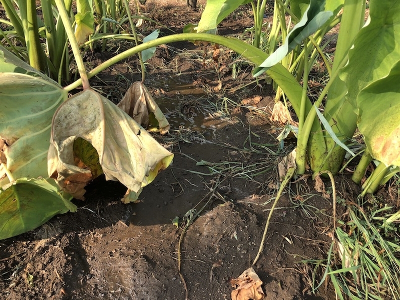 f:id:sk6960:20200817085000j:plain