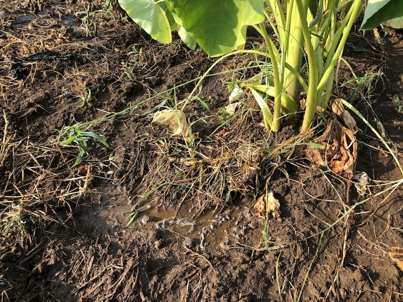 f:id:sk6960:20200817085004j:plain