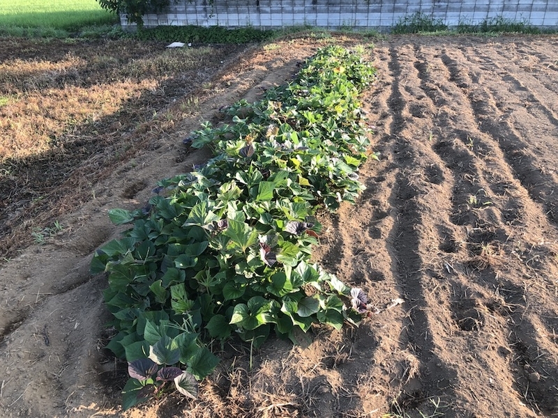 f:id:sk6960:20200820075757j:plain